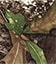 Realtree APX